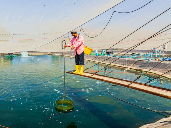 บ่อกุ้ง เลี้ยงกุ้ง